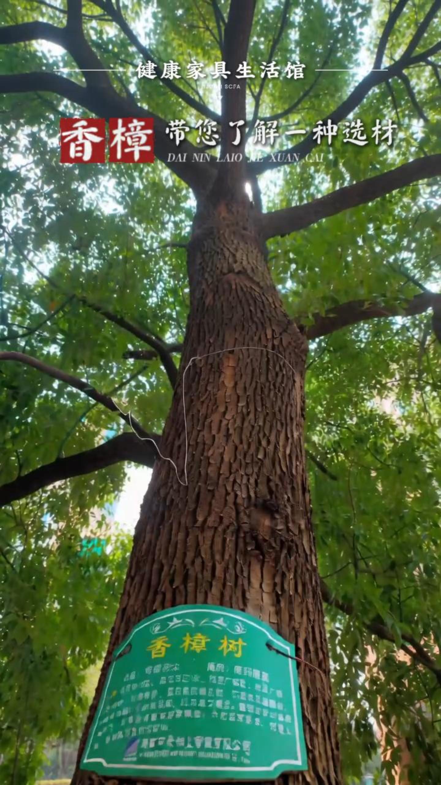 《带您了解一种选材：香樟木》